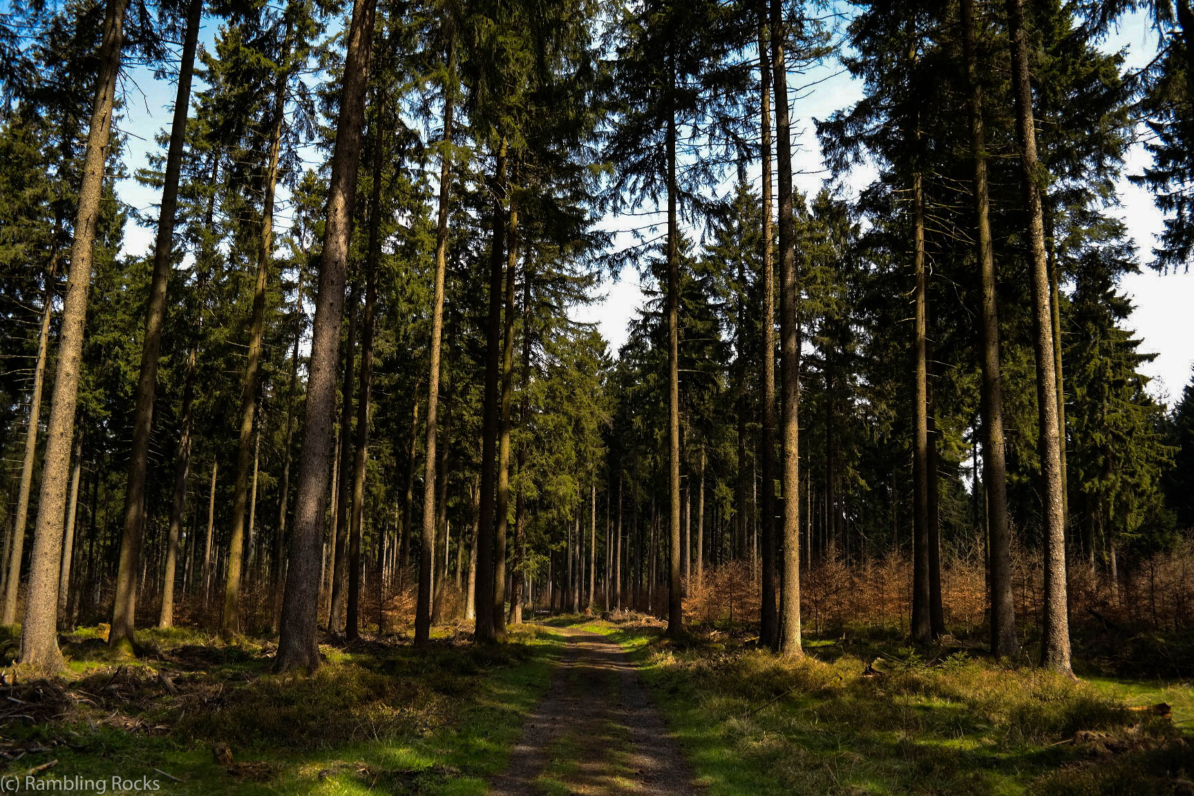 Harzer Wald